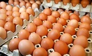 Казахстан начал экспортировать яйца в Эмираты и Афганистан
