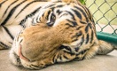 Ветеринар из РФ: Тигрицу Куралай из зоопарка Алматы уже не спасти