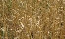 Казахстанское зерно нового урожая может «сгореть»