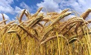 Robust outlook for global cereal supplies in 2016