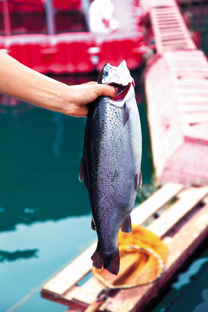 Здоровую норвежскую форель отличает ровный светлый, серебристый цвет чешуи. рыба с таким цветом чешуи вырастает только в чистых,  проточных водах, при правильном питании.