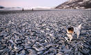 Казахстан не сможет импортировать норвежскую рыбу