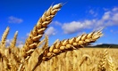 Почему фермеров РК вынуждают сокращать посевы пшеницы