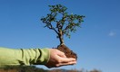 Как посадить дерево одним кликом
