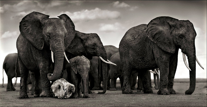 Ник Брандт «Череп слона», 2010