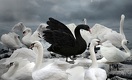One Of These 3 Black Swans Will Likely Trigger A Global Recession By End Of 2018