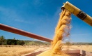 Российское зерно обрушило рынок Казахстана