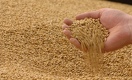 Казахстанское зерно может выйти на рынок Саудовской Аравии