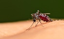 A Global Plan to End Malaria